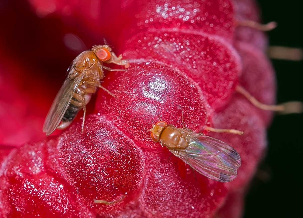 Nueva especie de mosca ataca a la fruta 