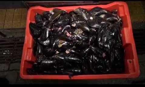 Bajas ventas en Angelmó en la previa a Semana Santa