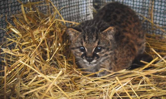 Gato Guiña atacado por zorro fue liberado  tras siete meses de recuperación