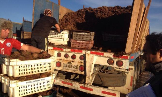 Fin de la cuota del erizo tiene preocupados a pescadores artesanales