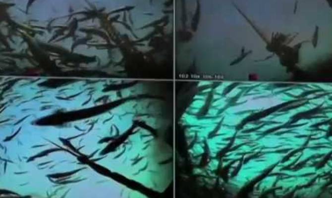 Proponen ley que permita que pescadores artesanales capturen salmones escapados