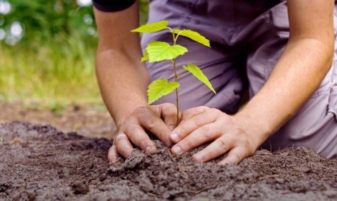 Realizaron campaña de plantación de árboles urbanos en Osorno