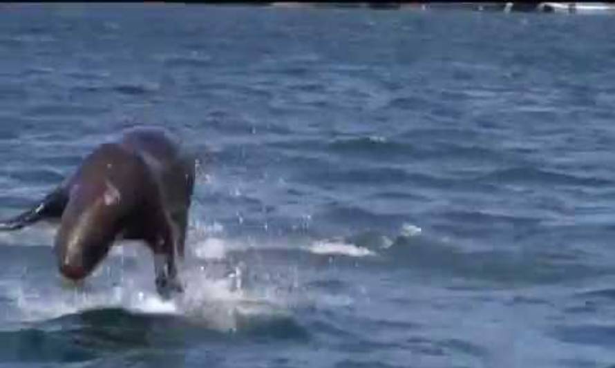 Continúa preocupación por muertes de cisnes de cuello negro