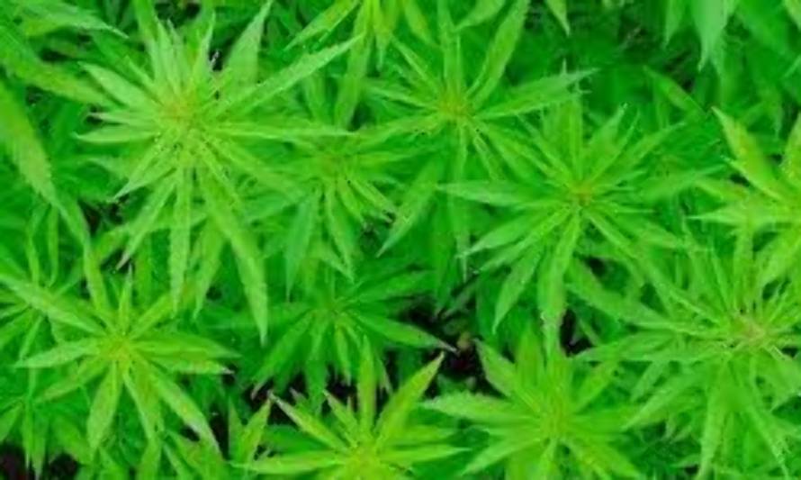 Sólo el 20,6% de los jóvenes de la región de Los Lagos cree que consumir marihuana es riesgoso de acuerdo al Estudio Nacional de Drogas en Población Escolar 2017