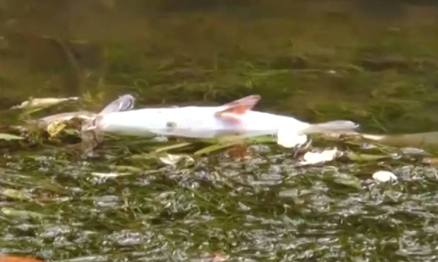 Preocupación por aparición de peces muertos en río Damas