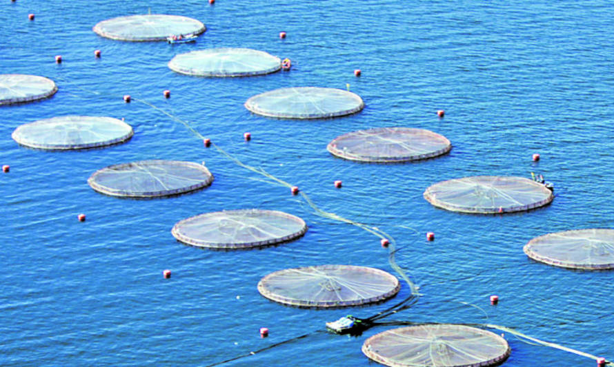 IFOP prepara novedosa plataforma Web gratuita de Pesca, Acuicultura y Cambio Climático