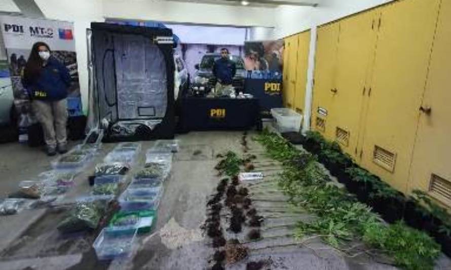 Dictan prisión preventiva para imputado que cultivaba marihuana en invernaderos clandestinos