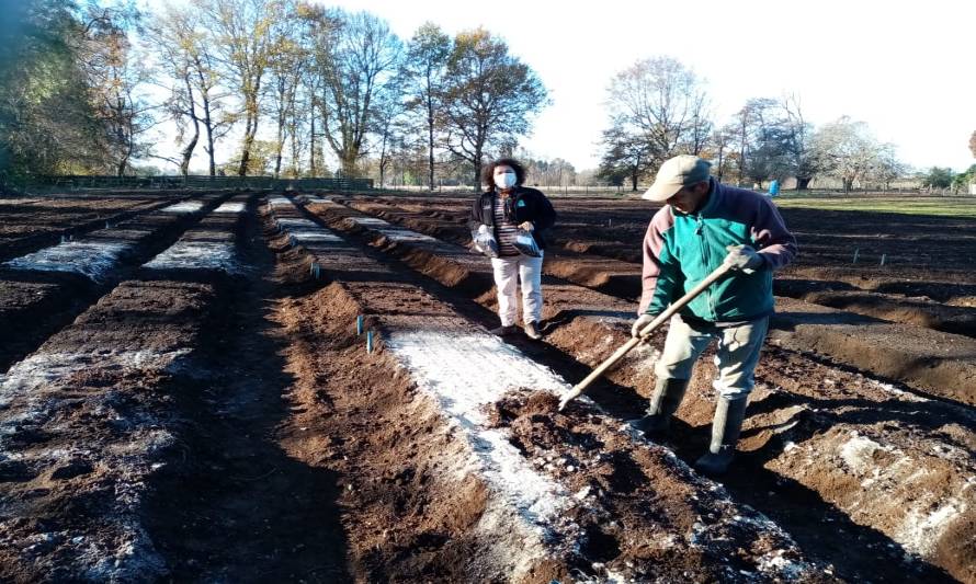 Con todas las medidas de protección personal establecen ensayo de hortalizas en Osorno