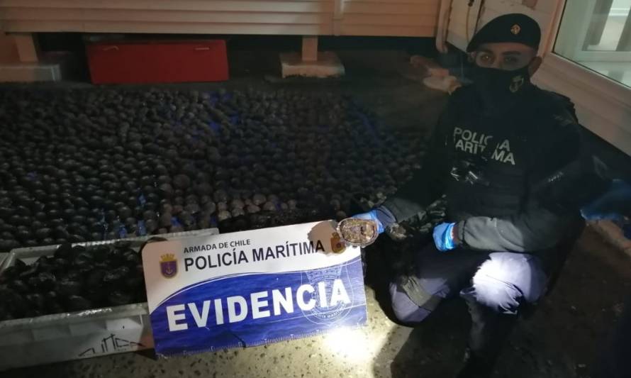 Policía Marítima incautó 2.130 unidades de loco en Quemchi