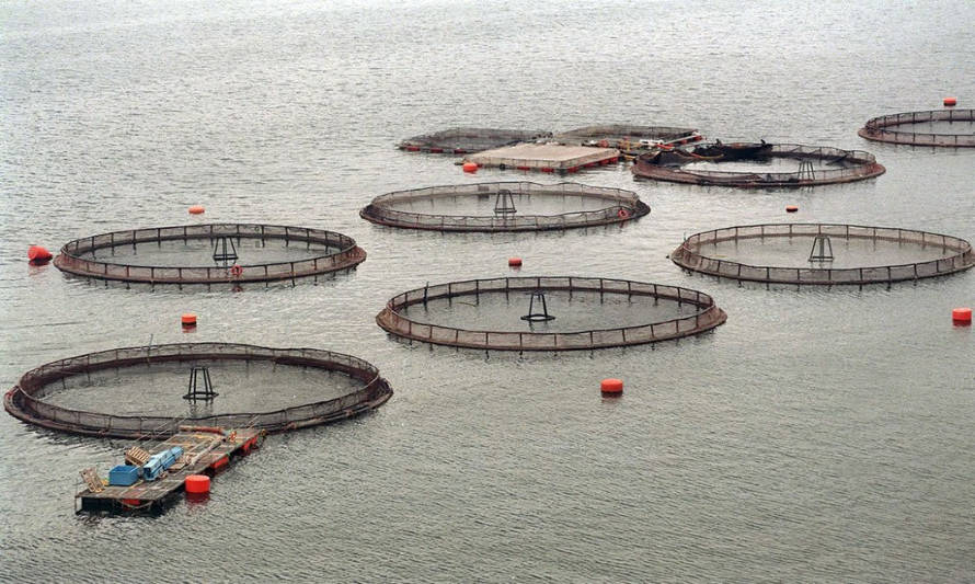 Subpesca publica nueva norma que exige a salmoneras a certificar jaulas de cultivo anualmente