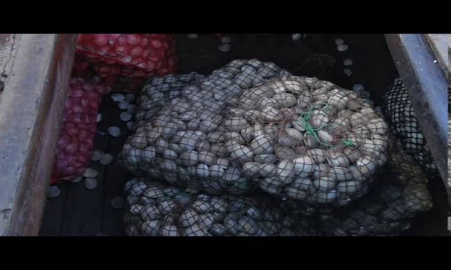 Decomisan más 20 mil kilos de almejas con marea roja al sur de Chiloé