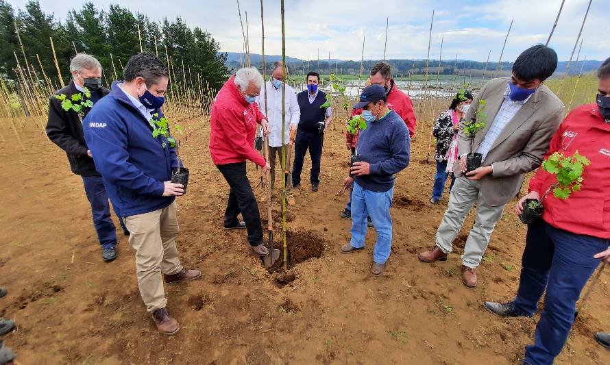 Pequeños agricultores usuarios de INDAP marcan un hito histórico con el establecimiento del primer cultivo de vides en la región