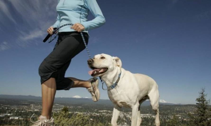 ¿Cuál es la mejor rutina de ejercicio según edad en nuestros perros?