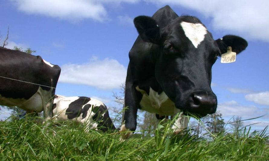 Experto del INIA expuso sobre manejo de praderas en primavera-verano