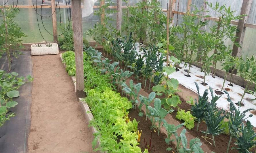 Ministerio de Agricultura lanza curso de especialización en producción hortícola para asesores técnicos de Chiloé
