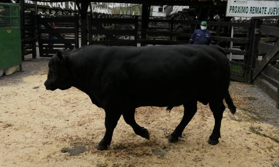 Productores ganaderos de la zona sur rematan toros Angus de alta calidad genética del Criadero Porvenir de INIA La Pampa 