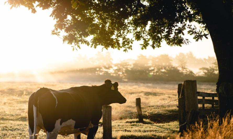 SAG Los Lagos recuerda a ganaderos que se acerca plazo para efectuar la Declaración de Existencia Animal