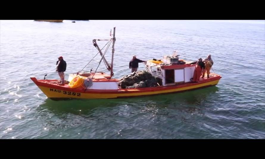 Decretan cierre de dos áreas de extracción en Chiloé tras detectarse toxina amnésica de los mariscos