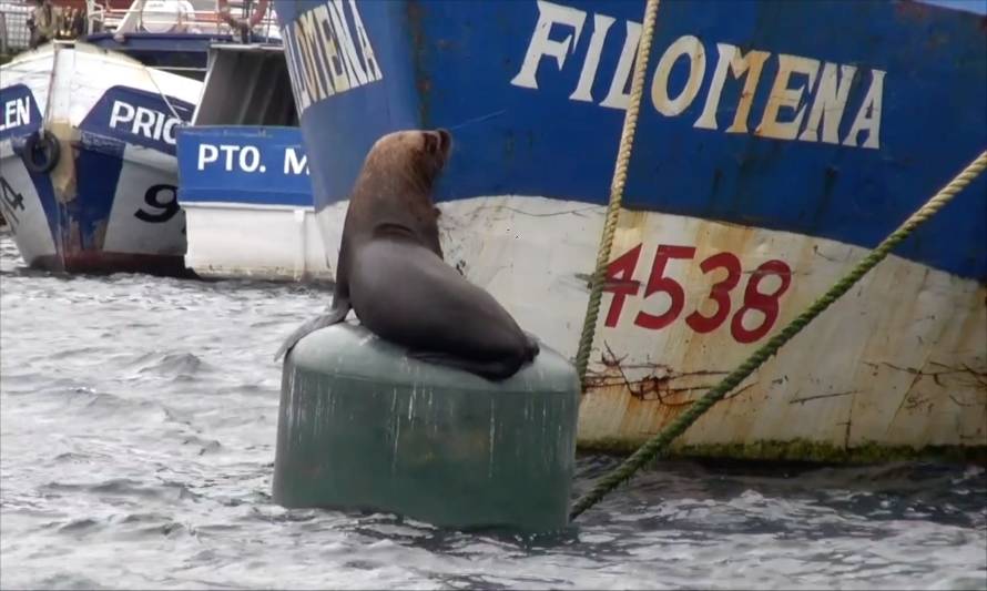 COREPA espera propuestas de autoridad pesquera para enfrentar problema del lobo marino