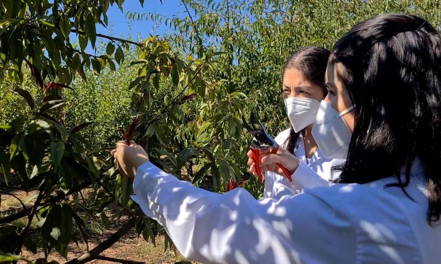 Investigadora chilena desarrolla sistema para identificación genética de frutales en tiempo record