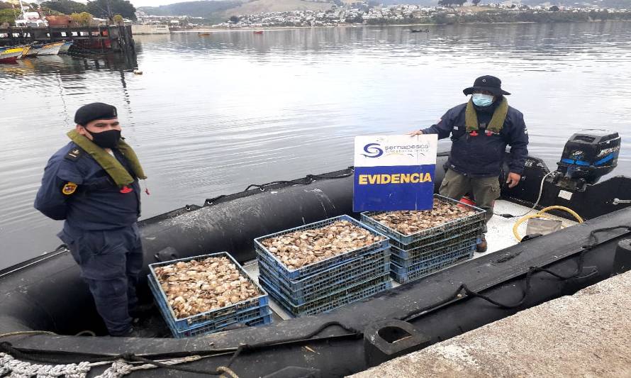 Sacaban ostras en veda y las hacían pasar como de cultivo