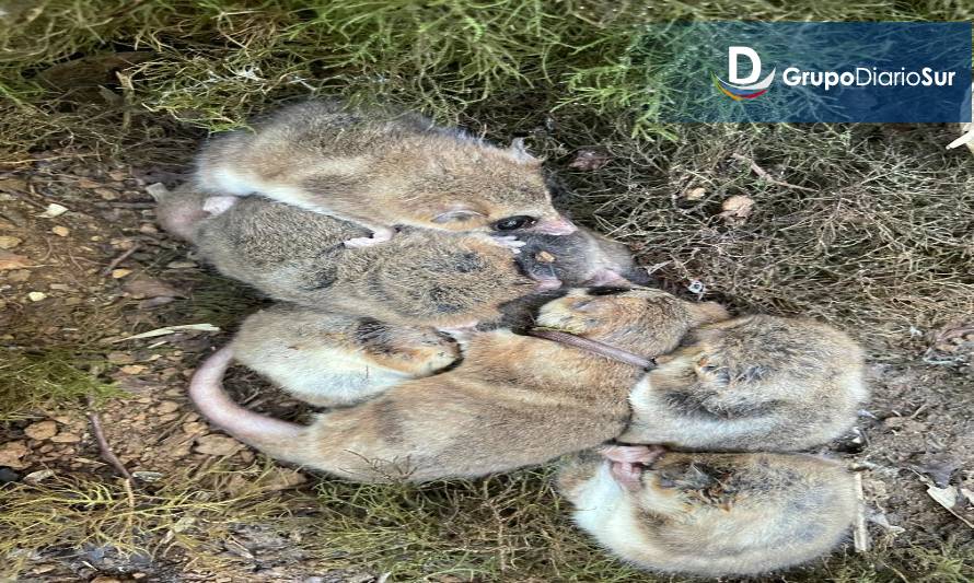 Descubren población desconocida de monito del monte en la Región del Maule