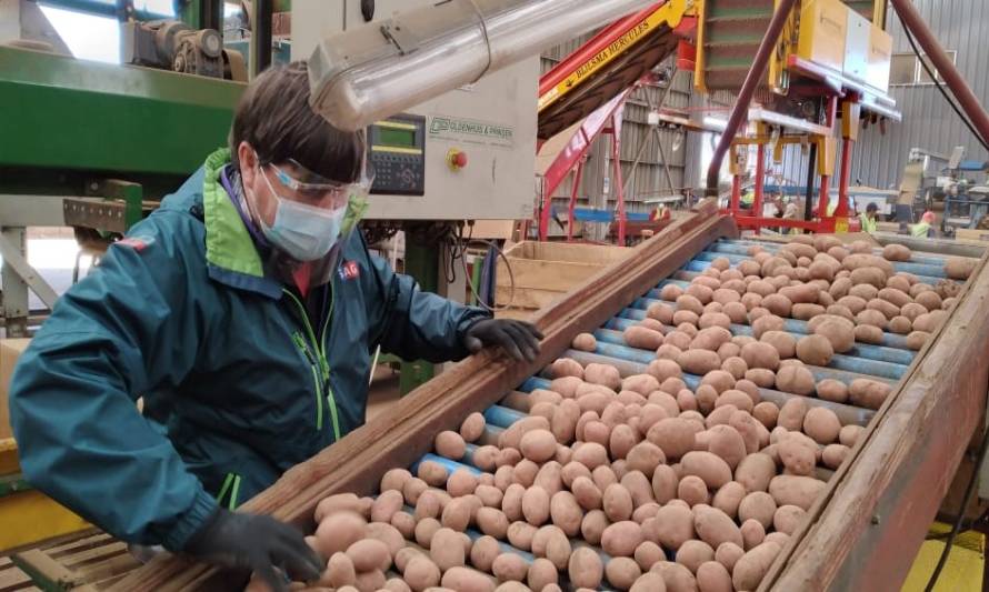 Parte temporada de exportación de semilla de papas certificadas, en la región de Los Lagos