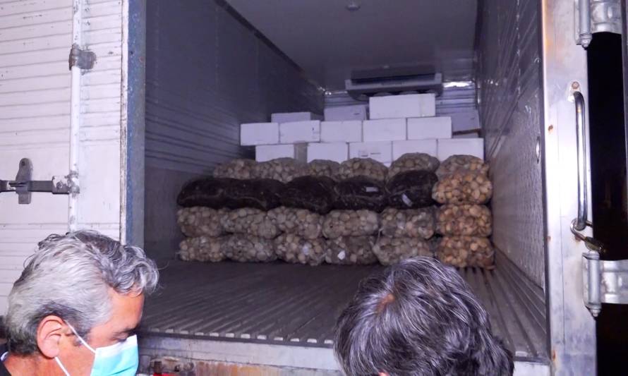 Incautaron más de 40 mil kilos de mariscos en la región de Los Lagos durante Semana Santa