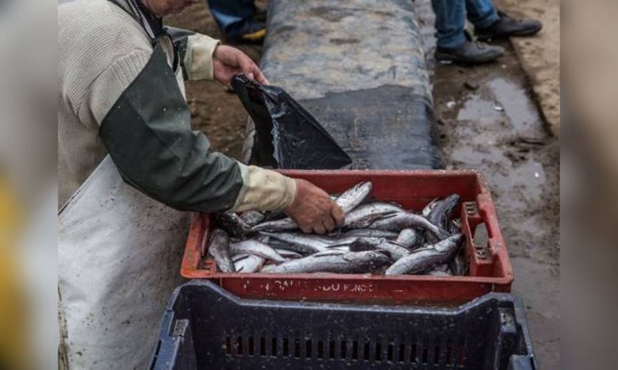 Oceana criticó los escasos avances para recuperar la pesquería de la merluza común
