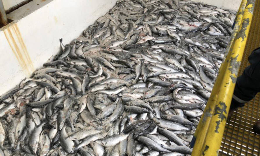 Pescadores del Biobío manifiestan preocupación por traslado de salmones muertos a Talcahuano