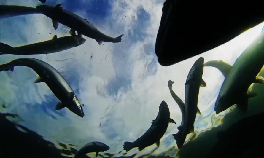 Colmed pide replantear autorizaciones para cultivo de salmones en la región y especialmente en los fiordos.