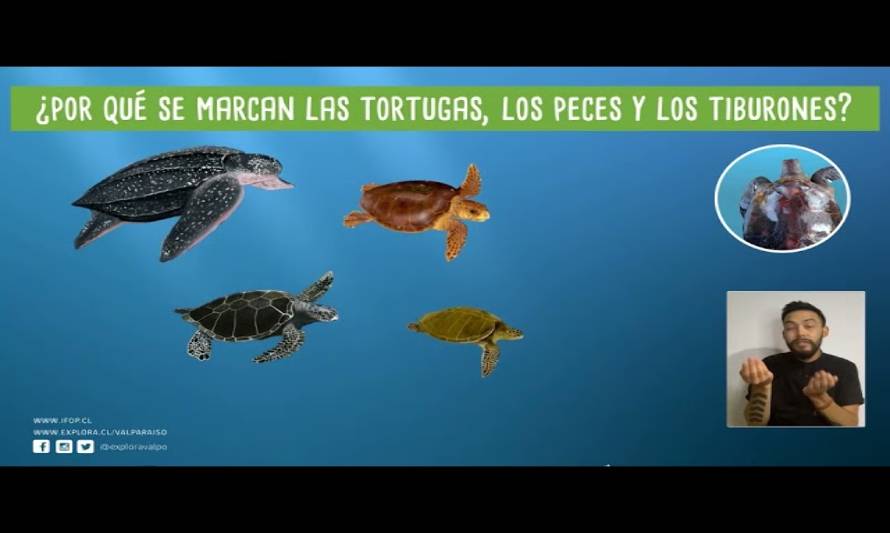 IFOP y Explora Valparaíso estrenan breves cápsulas para difundir la investigación científica marina