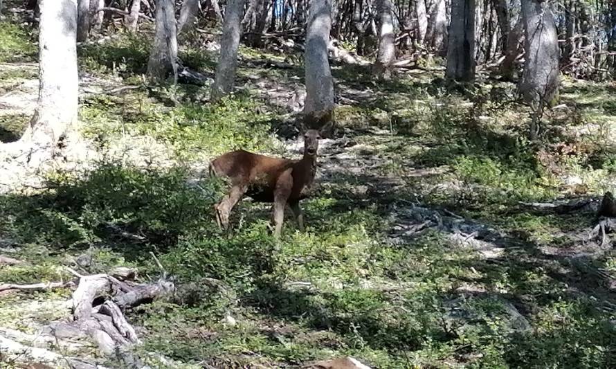 Instalan cámaras trampa en reserva nacional Futaleufú, para fortalecer la conservación de huemules