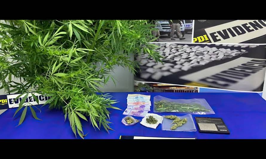 Detienen en Ancud a persona por tenencia y cultivo de marihuana
