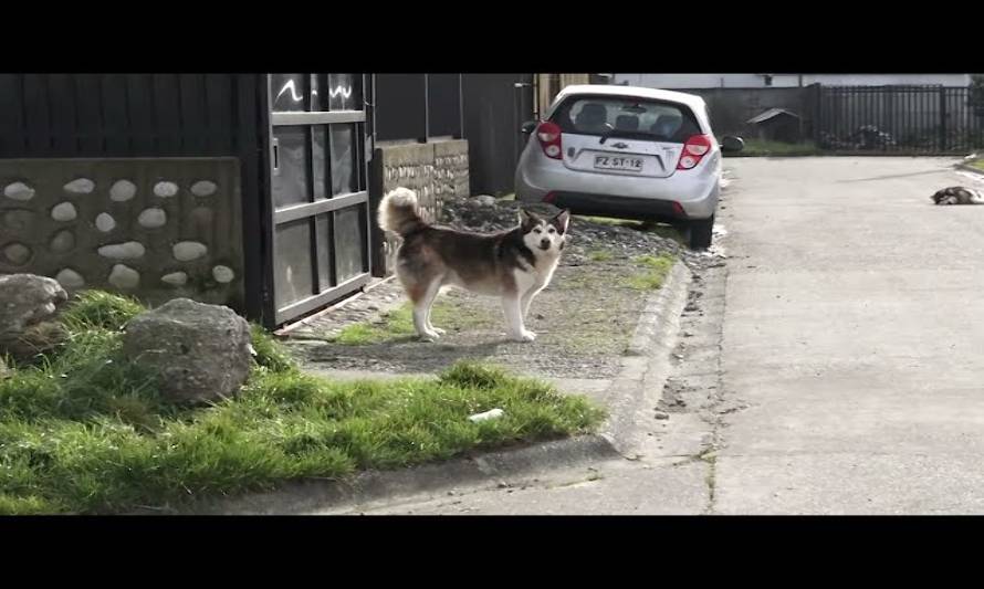 Trabajadora es atacada por perros en plena vía pública en Puerto Montt