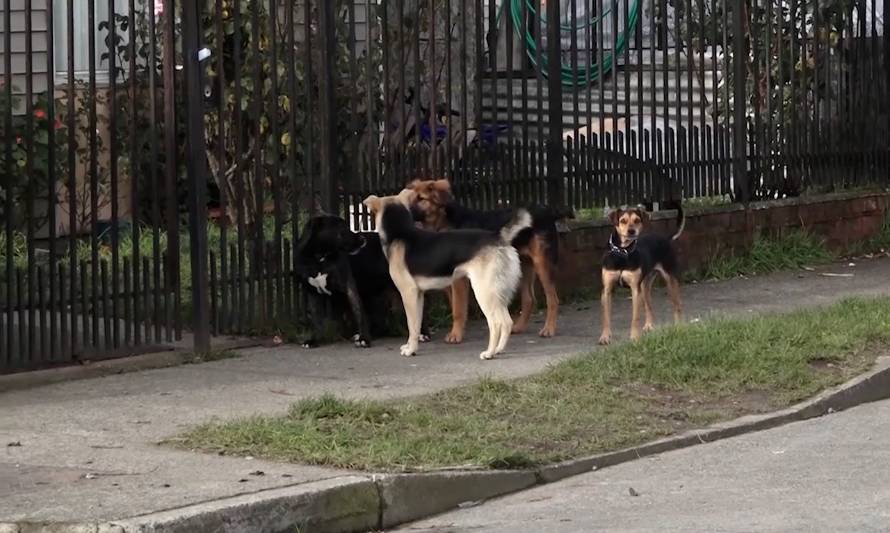 Para evitar nuevos incidentes: inician mesa de trabajo para evitar ataques de perros