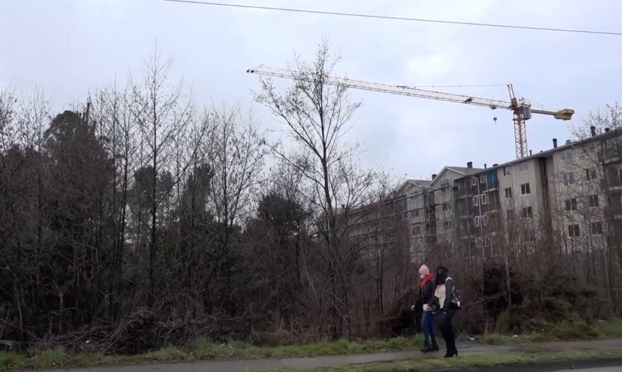 Denunciaron a constructora que derribó un alerce para dar vida a proyecto inmobiliario