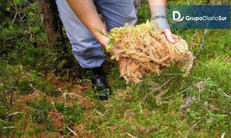 Catastro revela que más de 3 mil personas se dedican a la poda del pompón en Chiloé