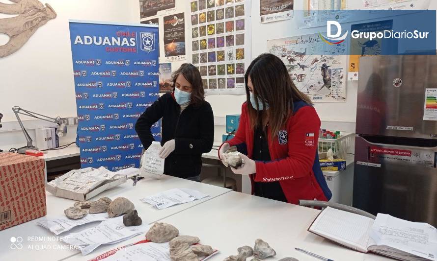 UACH recibe 131 fósiles incautados por la Aduana de Osorno