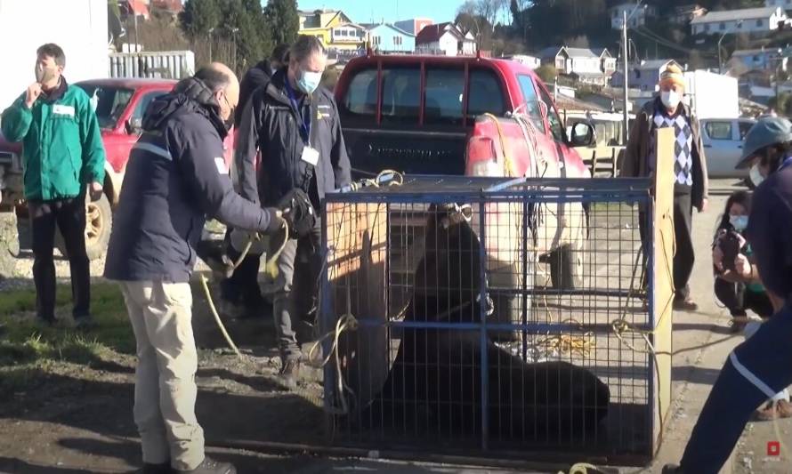 Lobo marino "Kevin" fue devuelto al mar