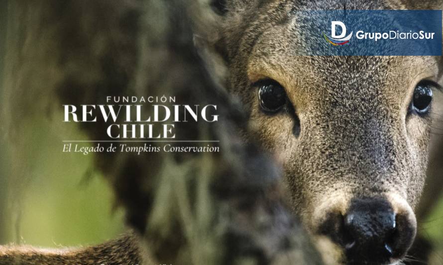 Tompkins Conservation Chile ahora es Rewilding Chile