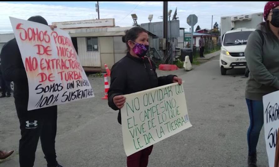Pomponeros de Chiloé se movilizan contra ley que busca prohibir la exportación de este recurso