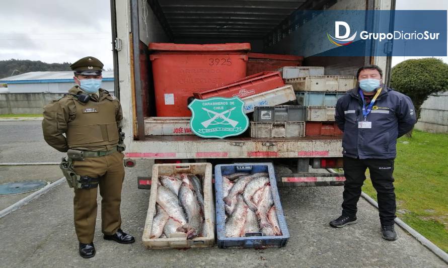 Decomisan 5 toneladas de salmón en Chacao