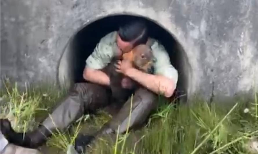 Pudú fue rescatado por Carabineros de Puerto Montt: Está sano y a salvo