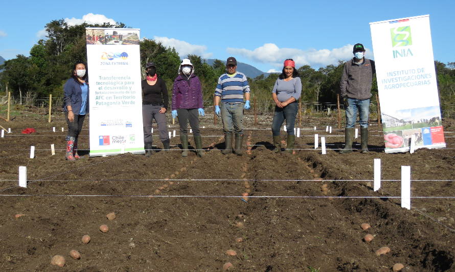 Especialistas de INIA establecieron unidades demostrativas de producción de papa en las comunas de Futaleufú y Ayacara