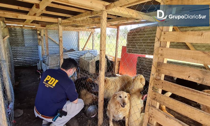 Mujer fue detenida en Maullín por mantener 21 perros en pésimas condiciones