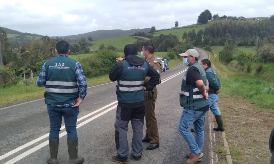 Puma murió atropellado en ruta Los Muermos-Estaquilla