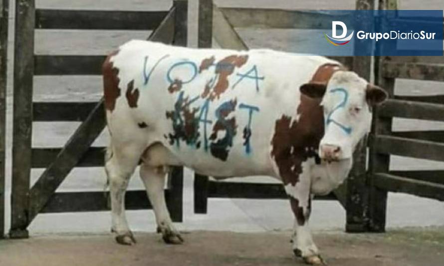 Repudio generalizado por vaca pintada con propaganda de Kast