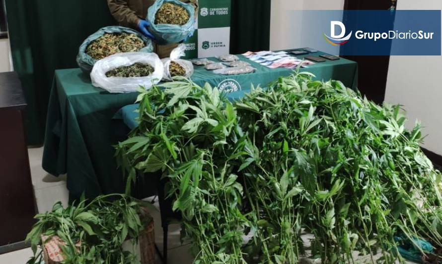 Profesor de Llanquihue entre los detenidos por tráfico y cultivo de marihuana