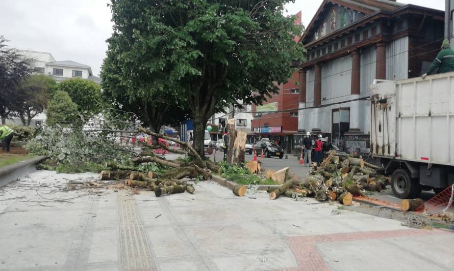 Añoso tilo de la plaza de armas de Puerto Montt cayó por el paso del tiempo y debió ser retirado